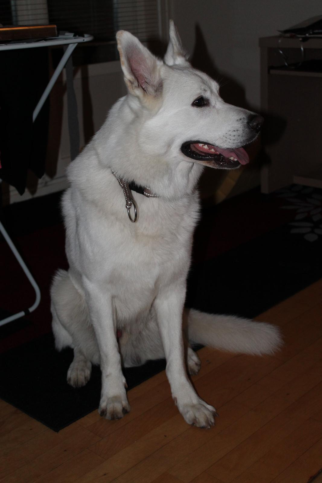 Hvid schæfer ciko billede 2