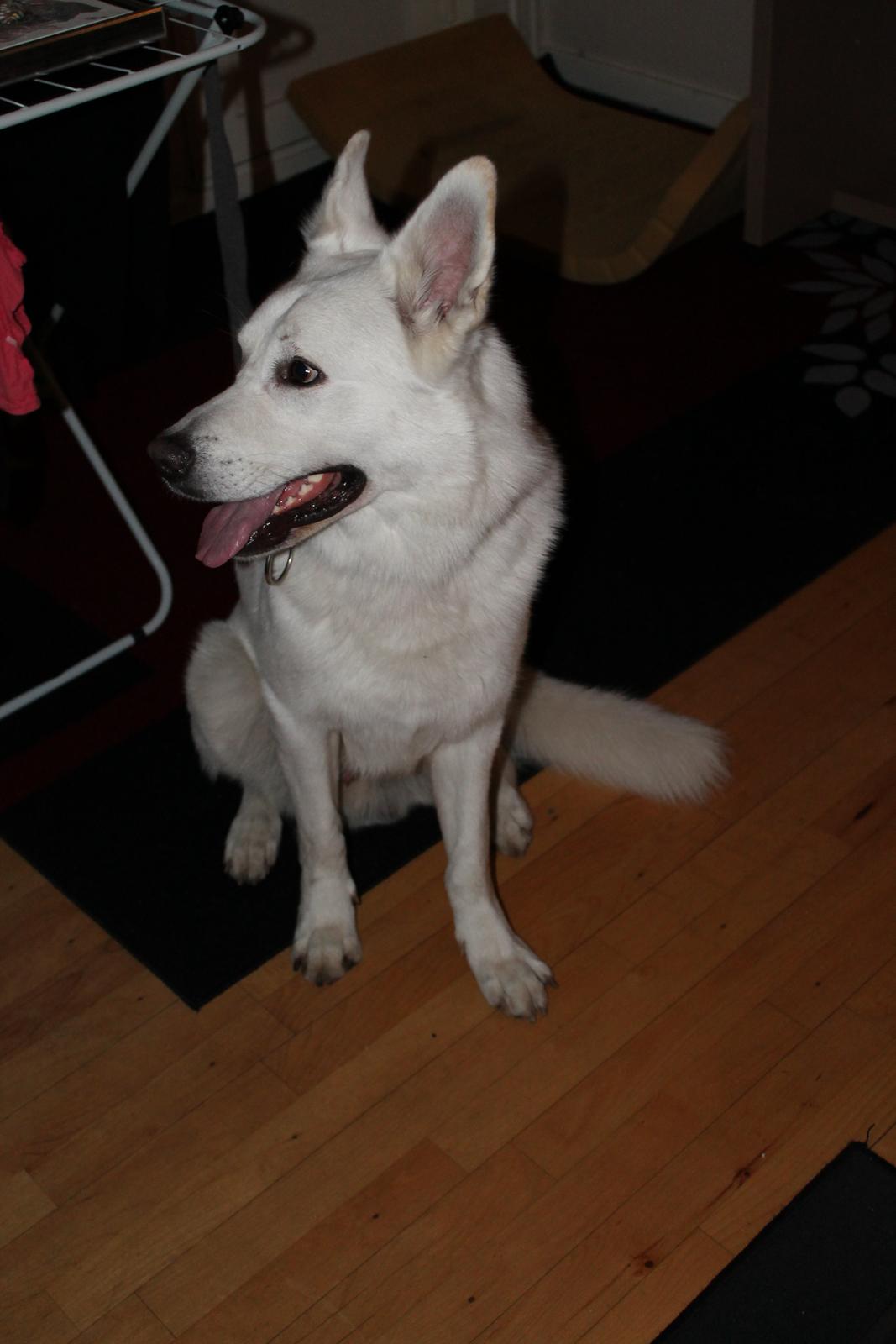 Hvid schæfer ciko billede 3