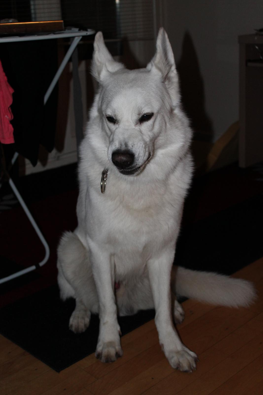 Hvid schæfer ciko billede 4