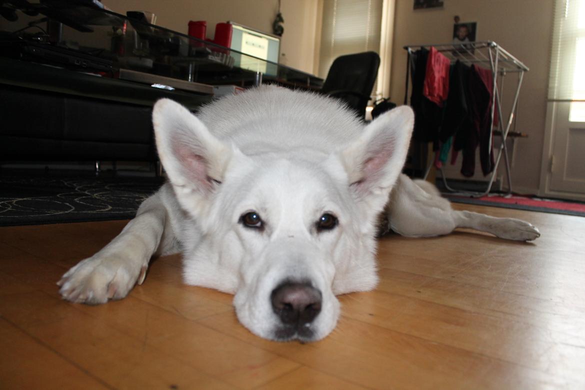 Hvid schæfer ciko billede 5