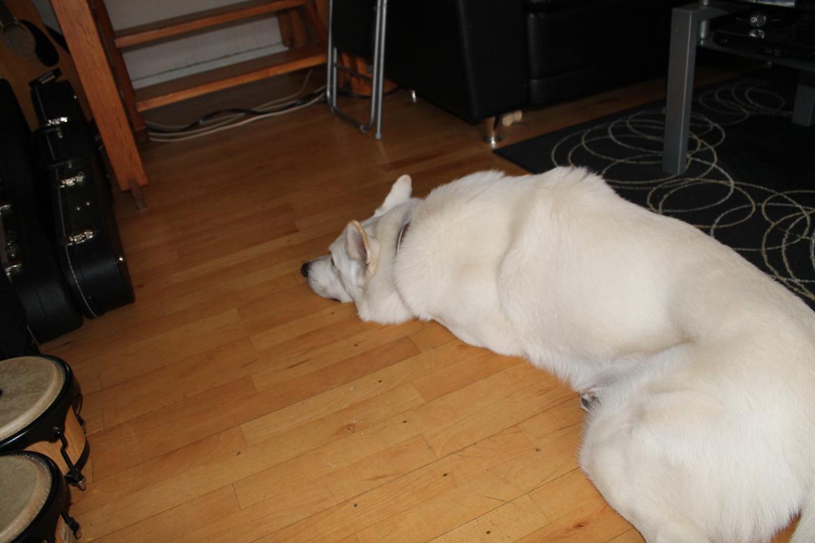 Hvid schæfer ciko billede 6