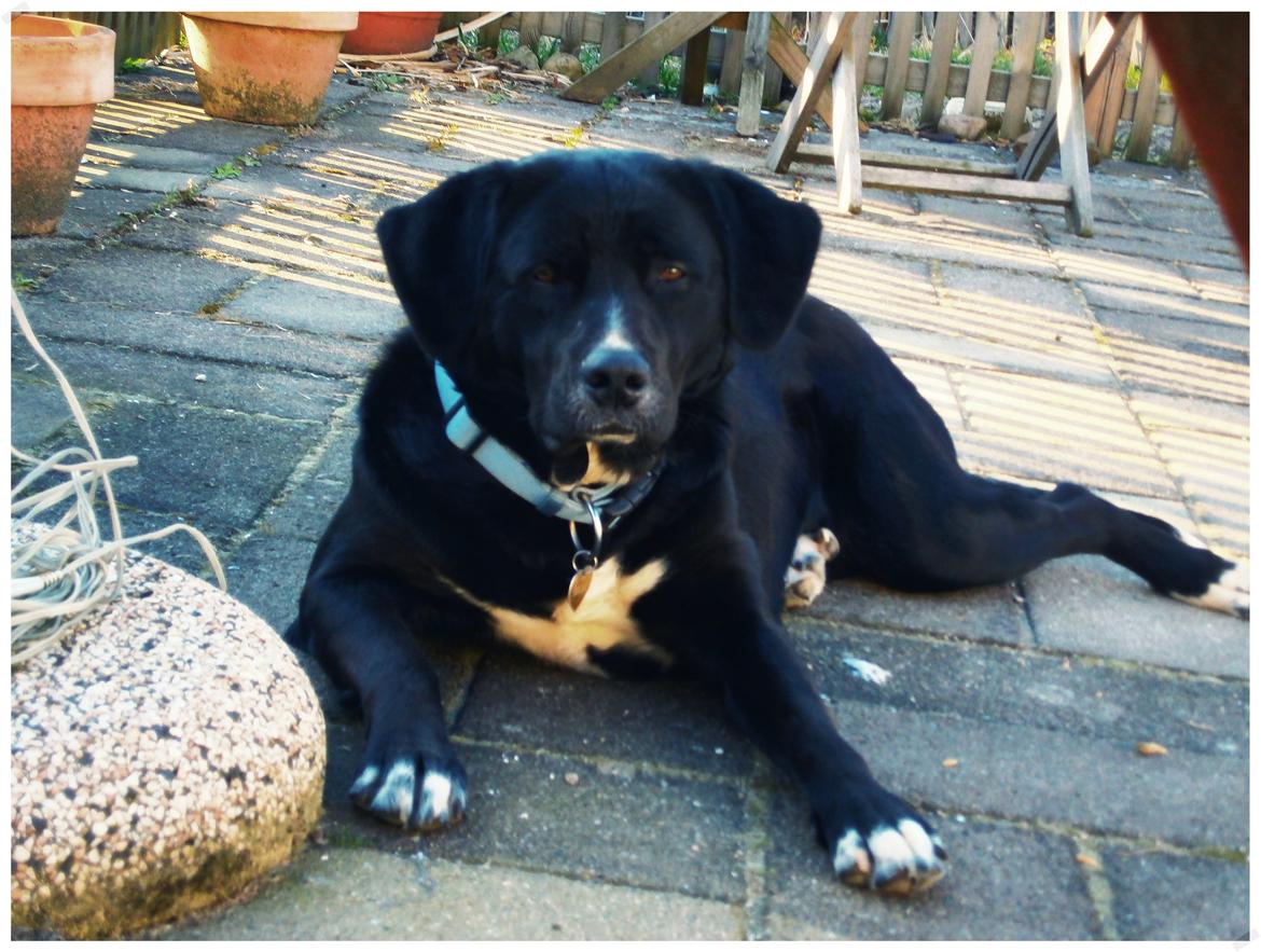 Blanding af racer Yazmin billede 16