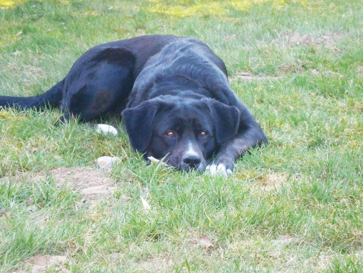 Blanding af racer Yazmin billede 17