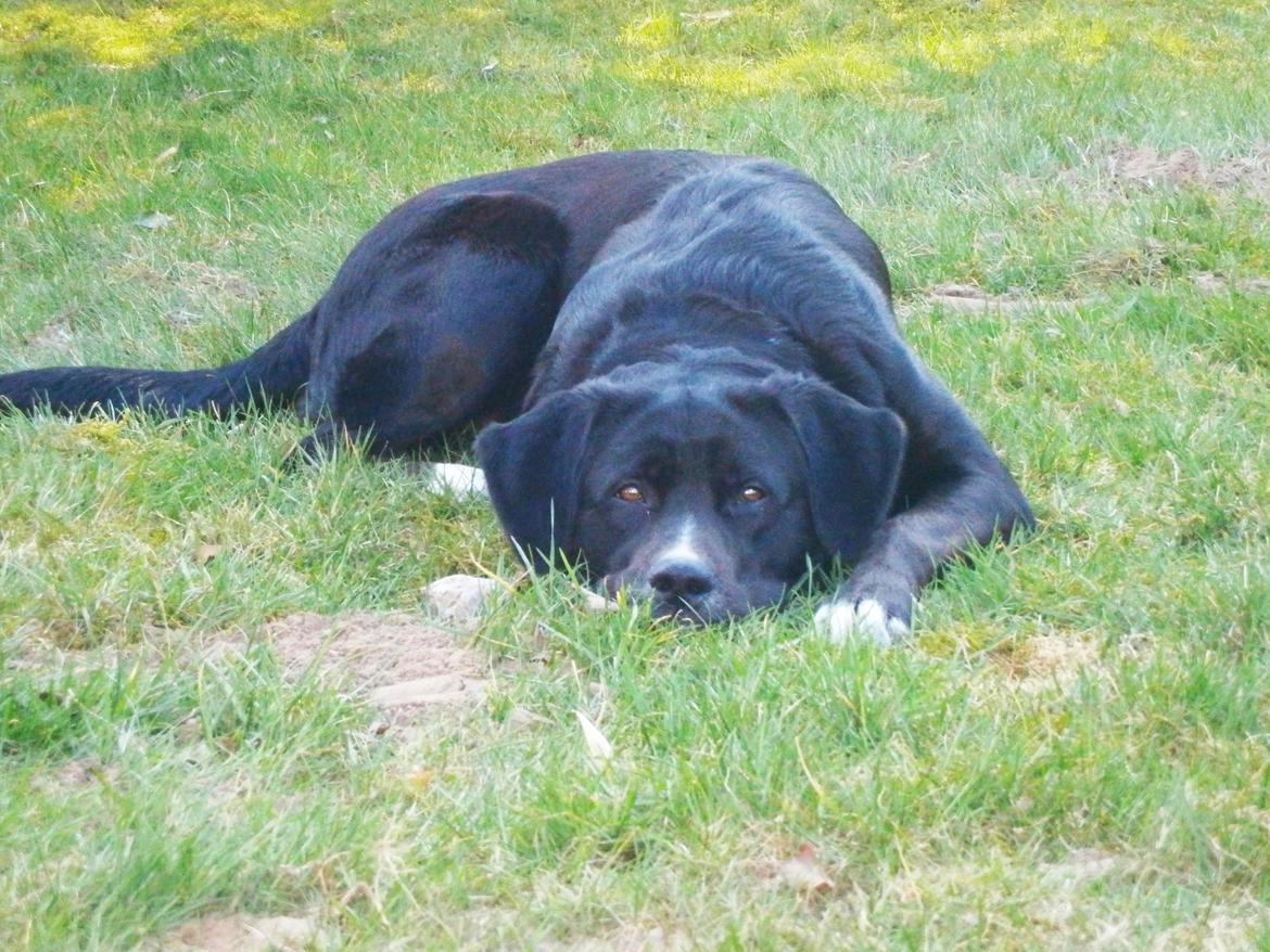 Blanding af racer Yazmin billede 18