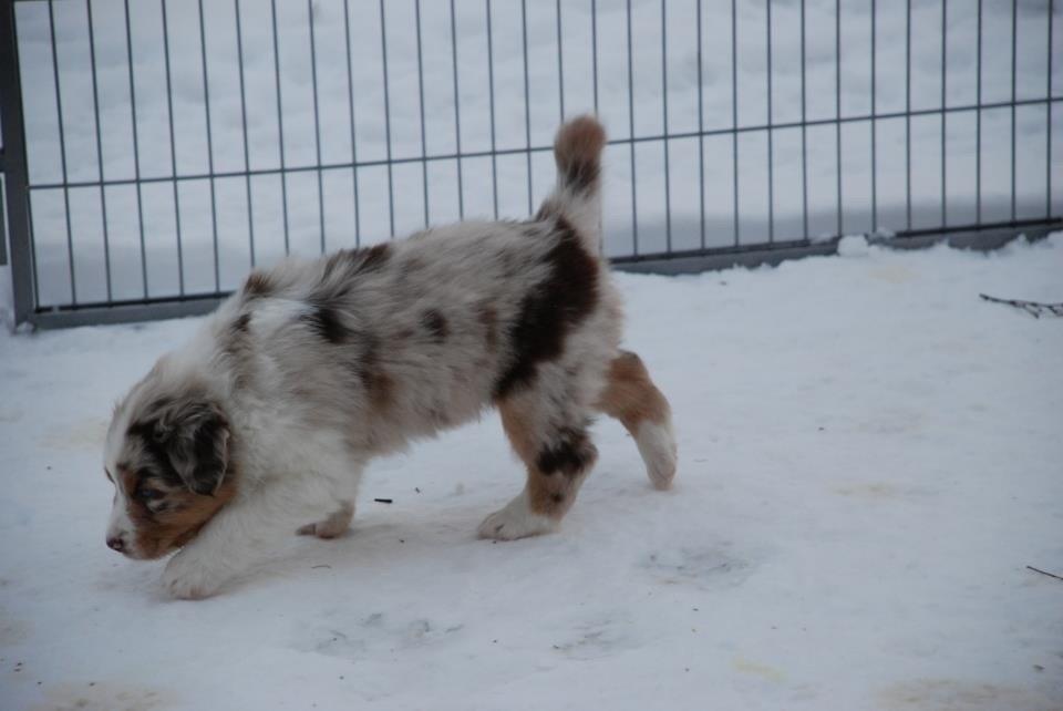 Australian shepherd DeeNovo amazing heart of endurance  billede 2