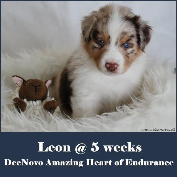 Australian shepherd DeeNovo amazing heart of endurance  billede 1