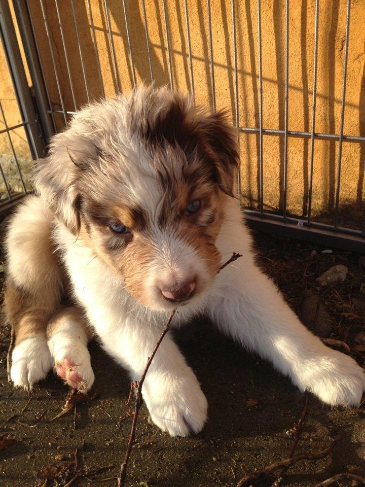 Australian shepherd DeeNovo amazing heart of endurance  billede 3