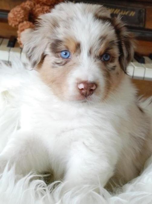 Australian shepherd DeeNovo amazing heart of endurance  billede 4