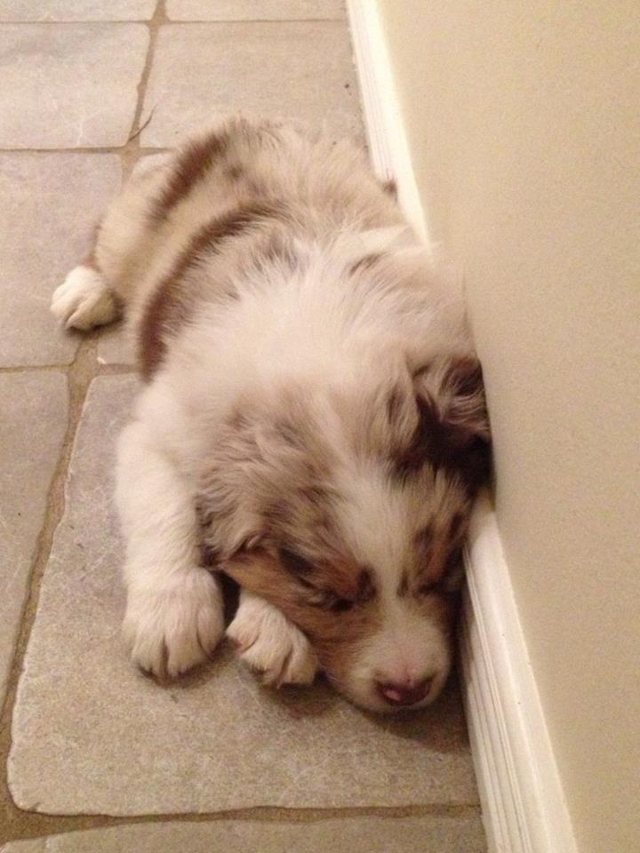 Australian shepherd DeeNovo amazing heart of endurance  billede 5