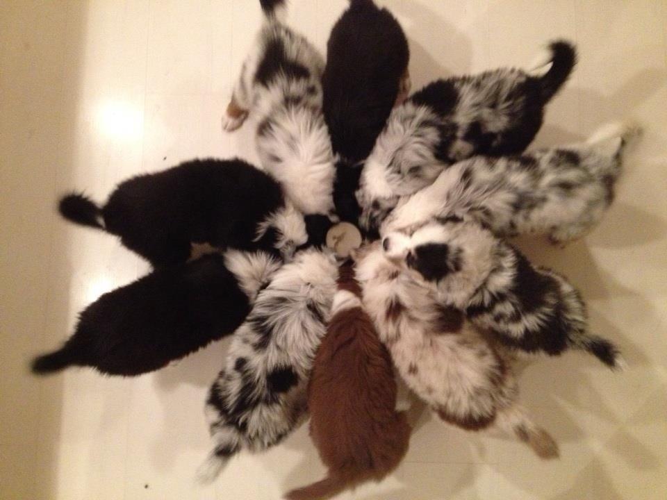 Australian shepherd DeeNovo amazing heart of endurance  billede 6