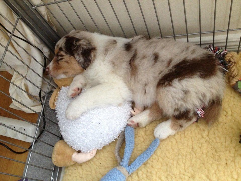 Australian shepherd DeeNovo amazing heart of endurance  billede 7