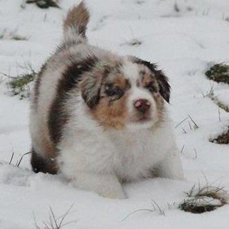 Australian shepherd DeeNovo amazing heart of endurance  billede 8
