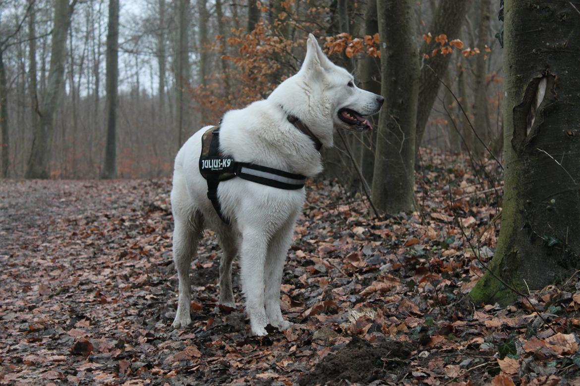 Hvid schæfer ciko billede 1
