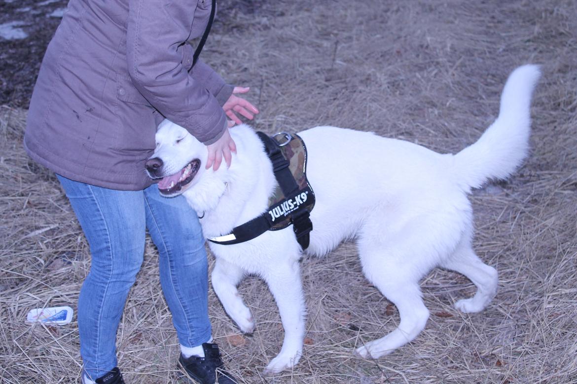 Hvid schæfer ciko billede 7