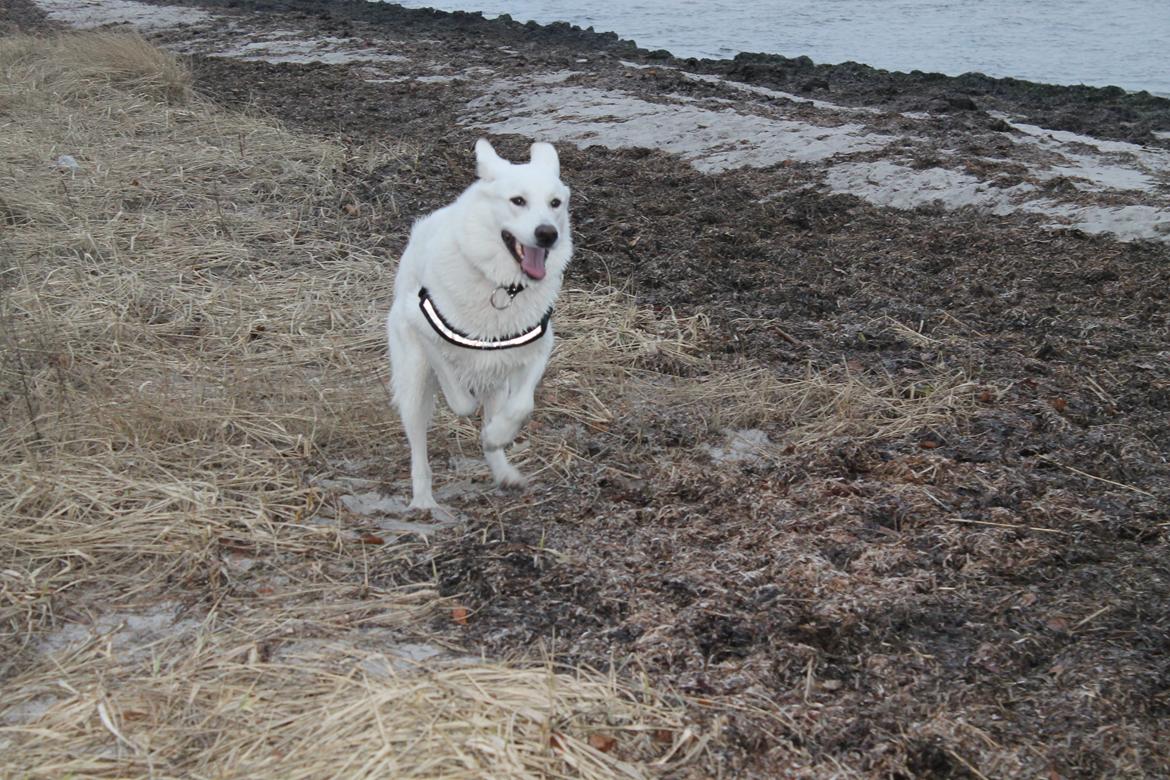 Hvid schæfer ciko billede 8