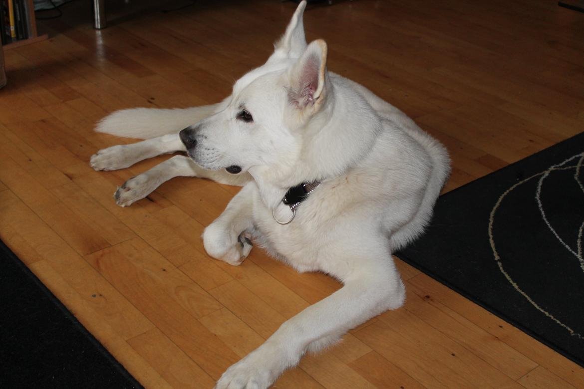 Hvid schæfer ciko billede 9