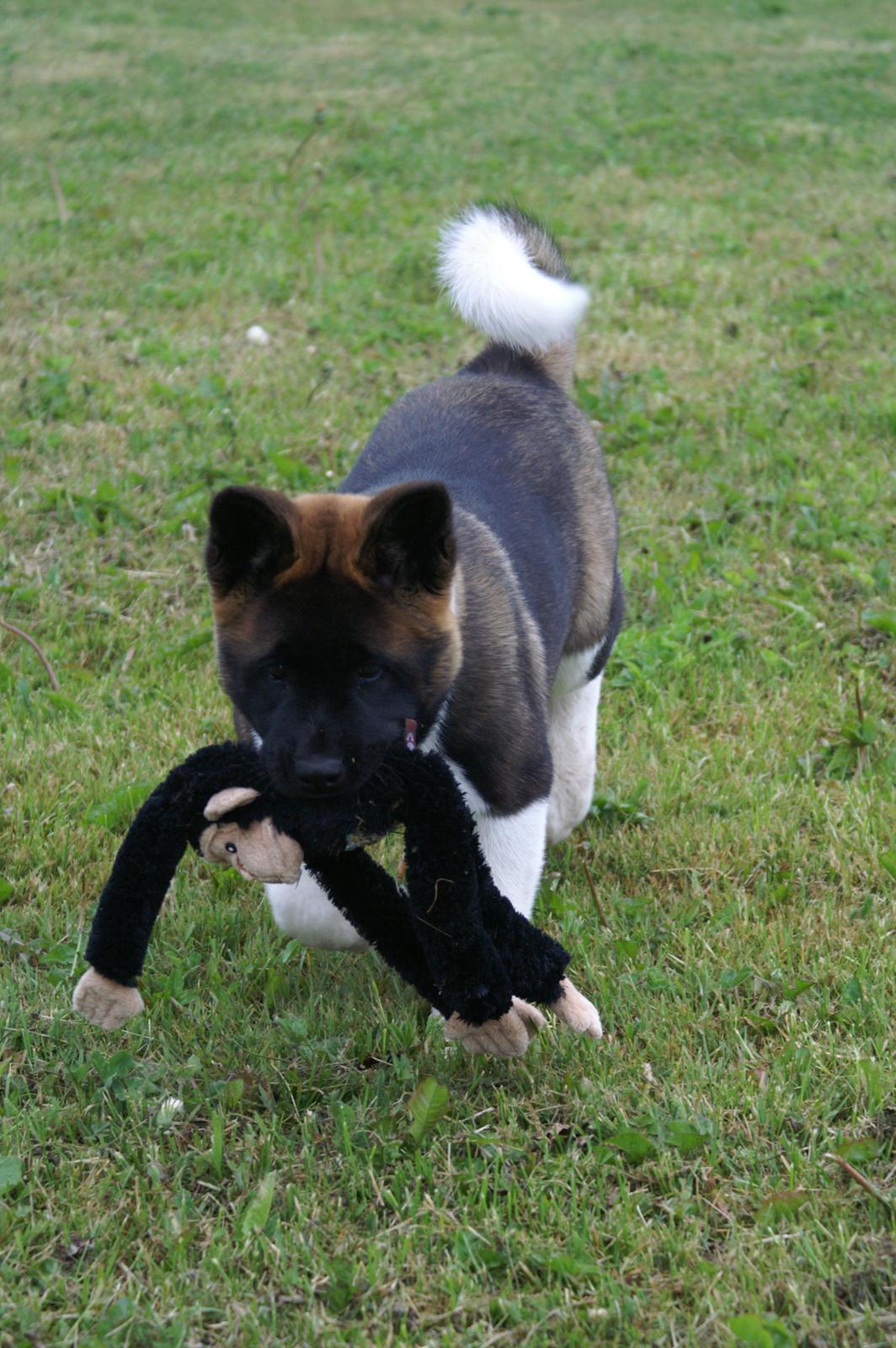 American Akita Zeus billede 2