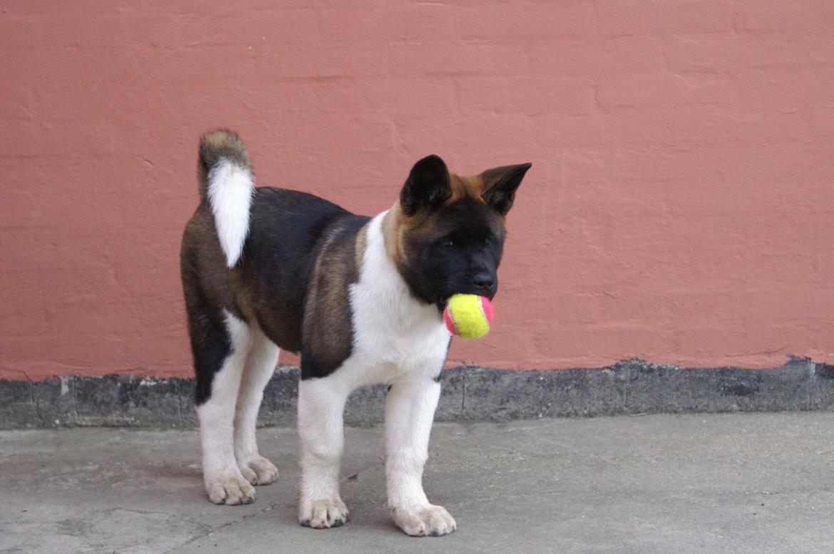 American Akita Zeus billede 3