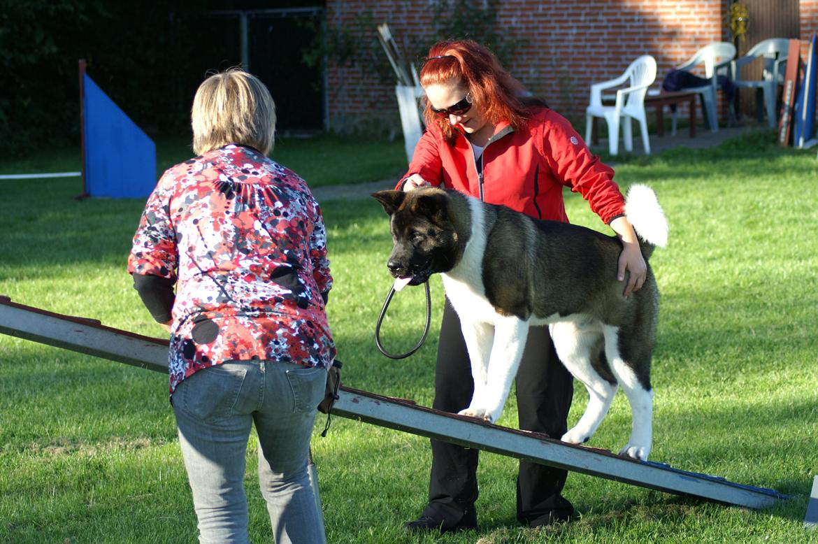 American Akita Zeus billede 4