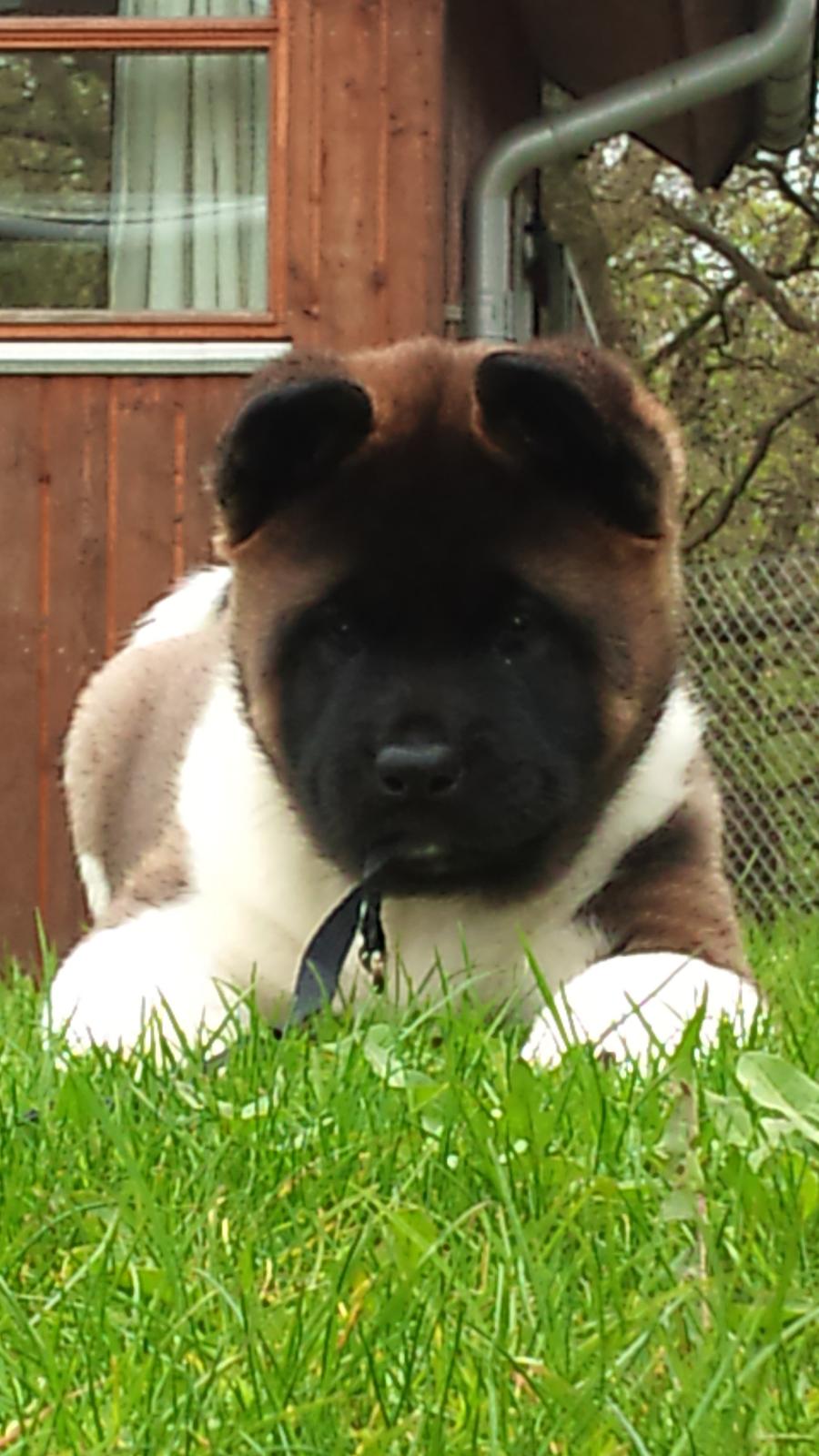 American Akita Zeus billede 1