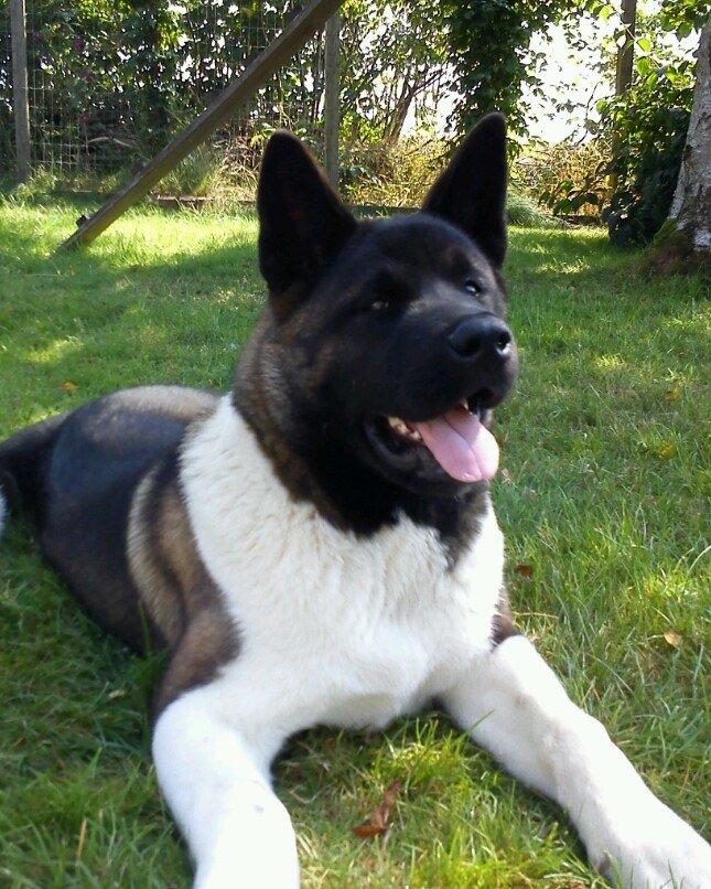 American Akita Zeus billede 5