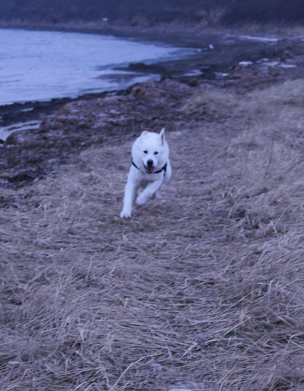 Hvid schæfer ciko billede 10