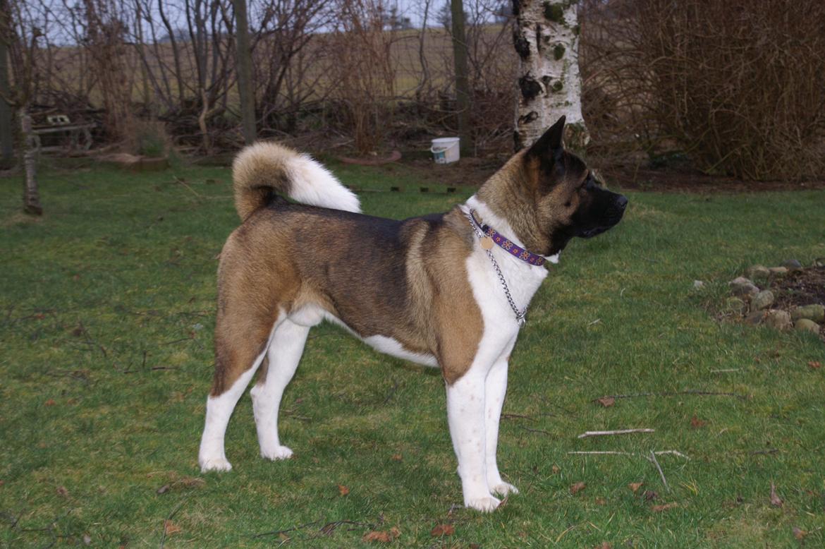 American Akita Zeus billede 6