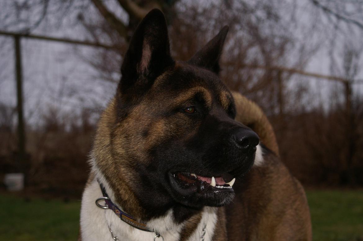 American Akita Zeus billede 7