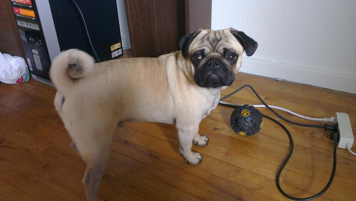 Mops Bobs billede 6