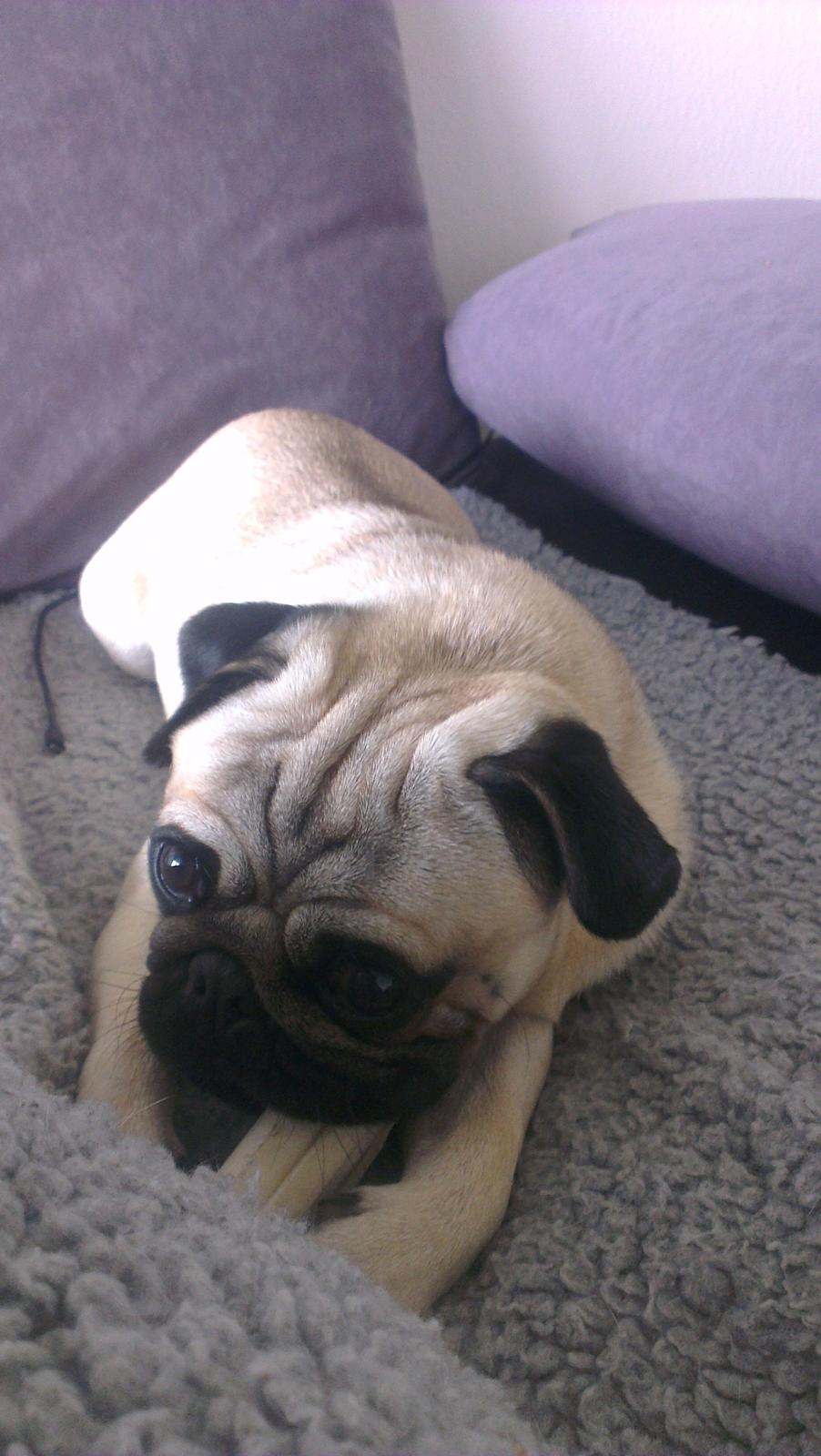 Mops Bobs billede 10