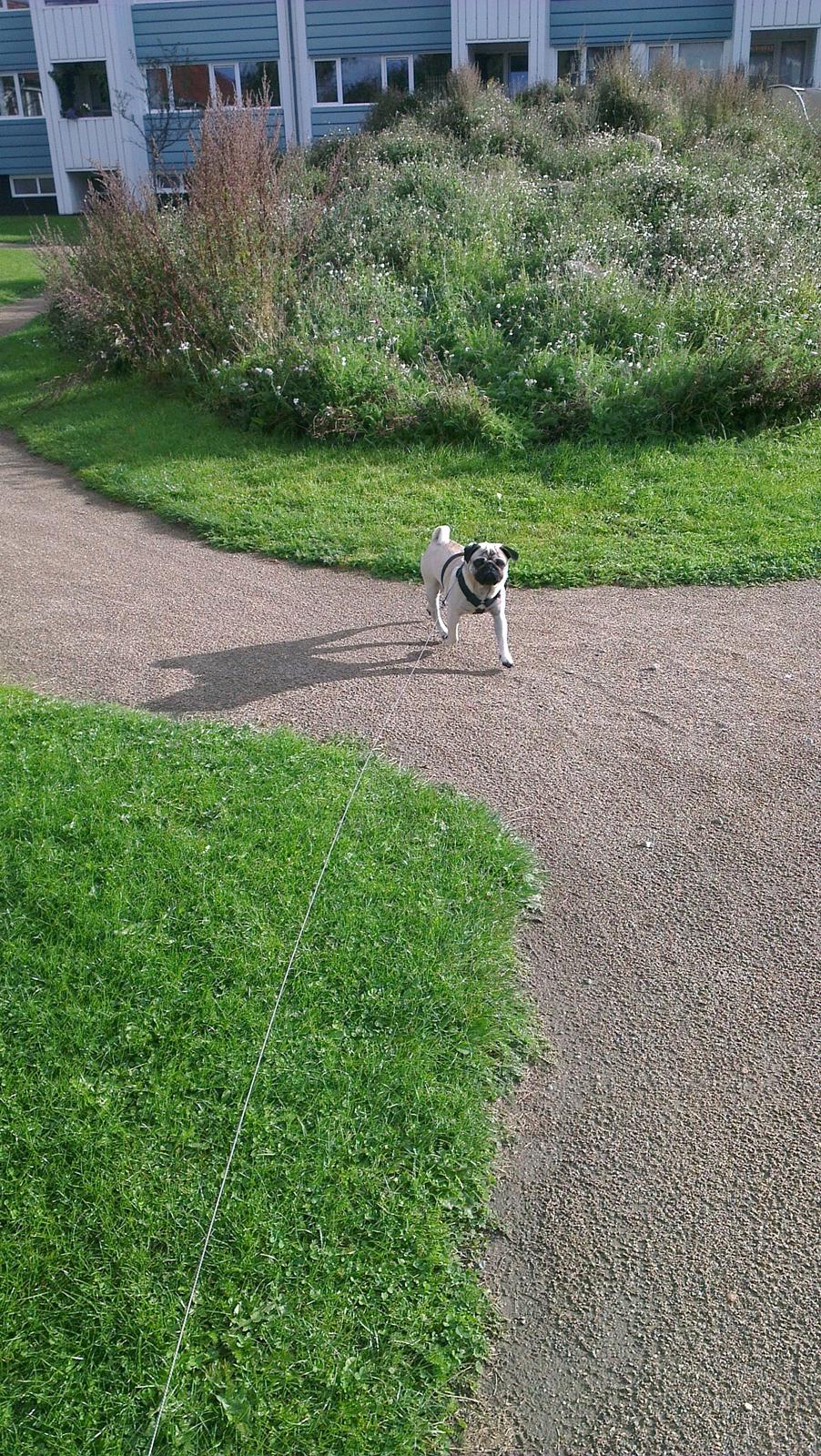 Mops Bobs billede 11