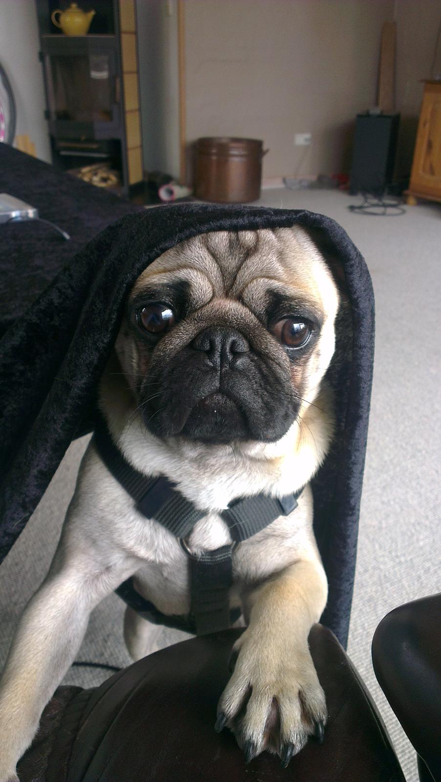 Mops Bobs billede 12