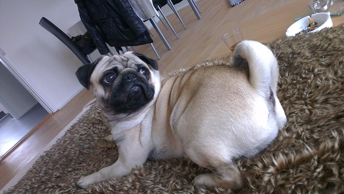 Mops Bobs billede 13