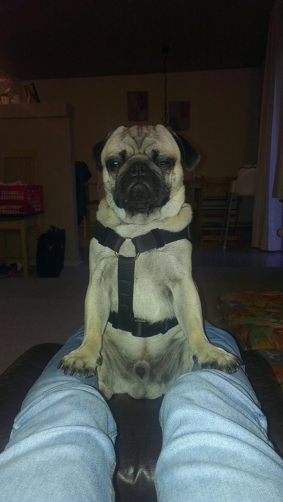 Mops Bobs billede 14