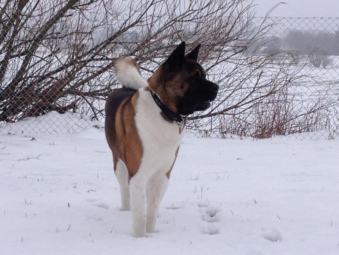 American Akita Zeus billede 11