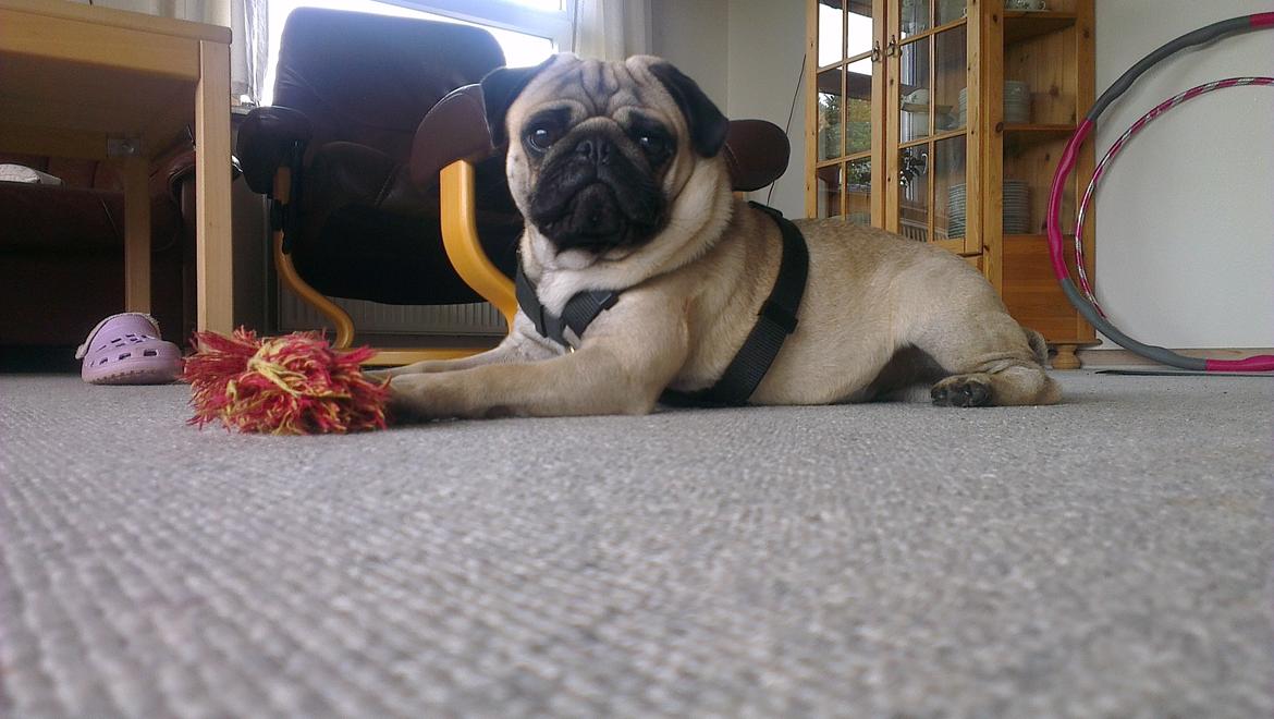 Mops Bobs billede 15