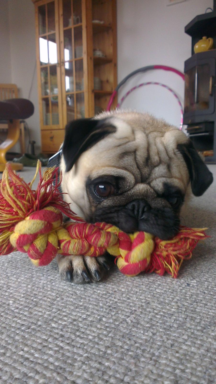 Mops Bobs billede 16