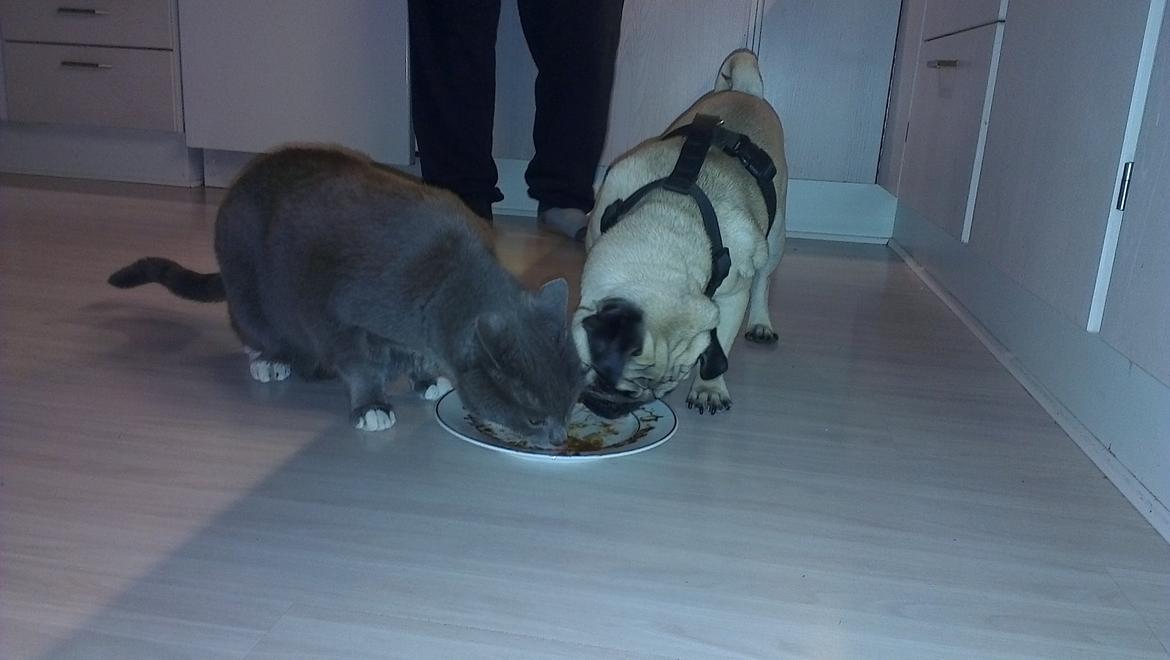 Mops Bobs billede 17