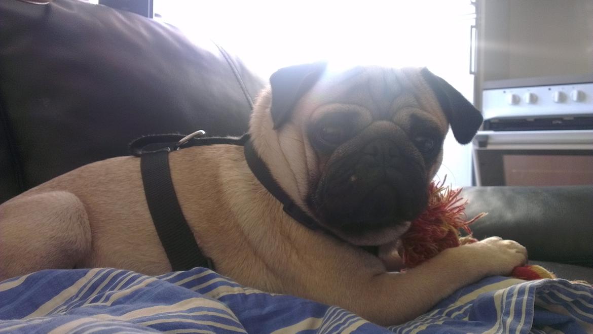 Mops Bobs billede 18