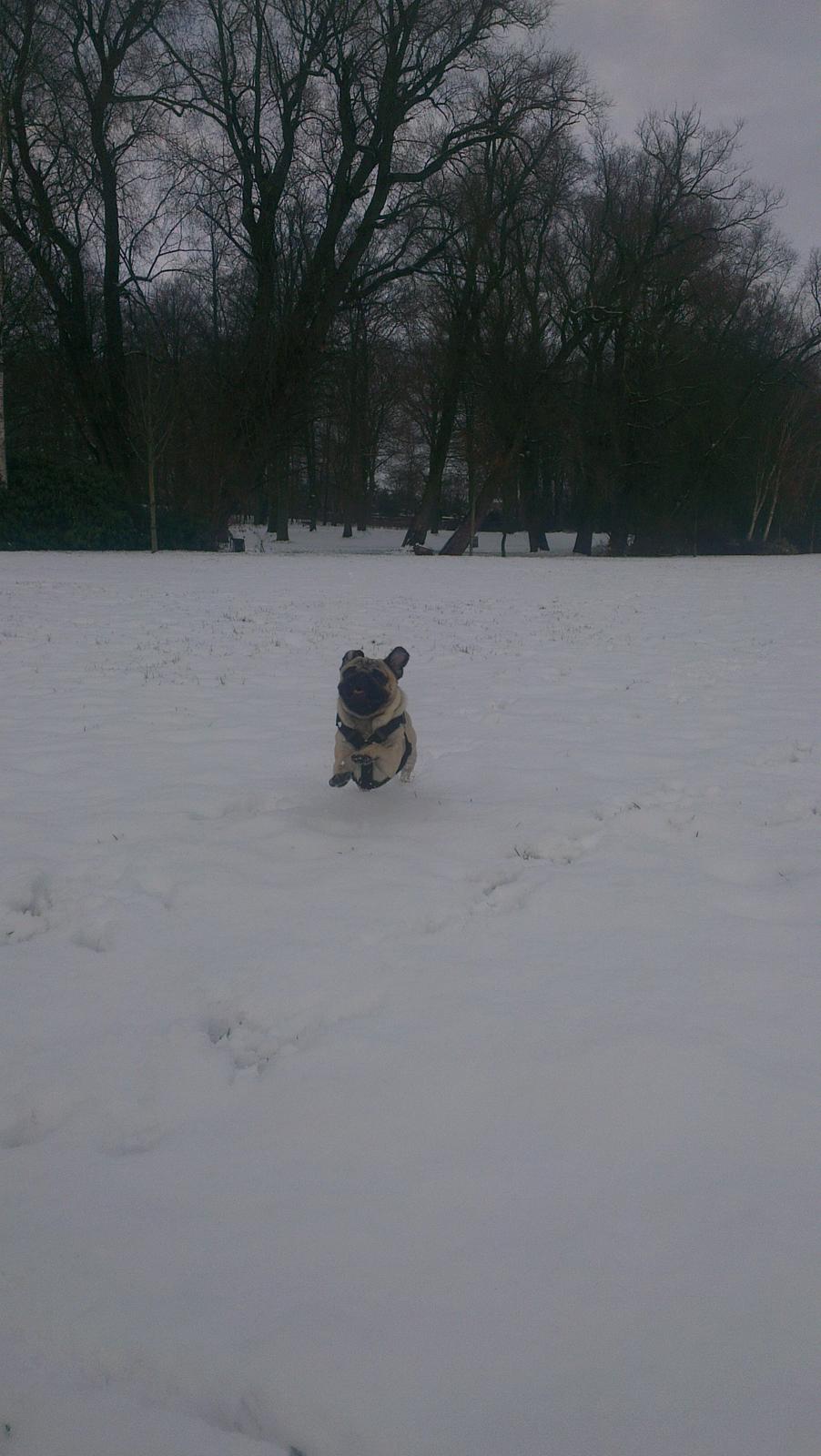 Mops Bobs billede 19