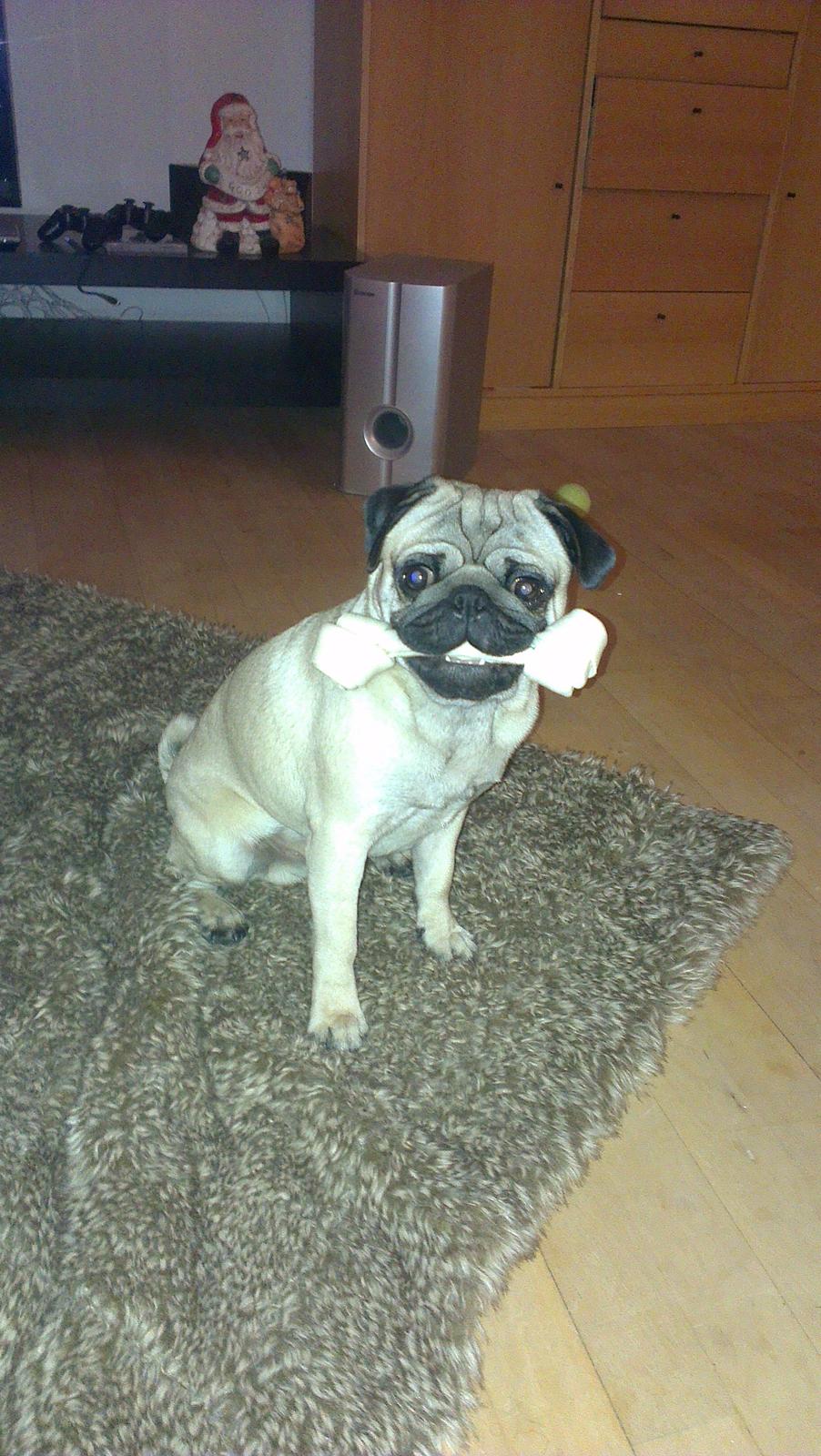 Mops Bobs billede 20