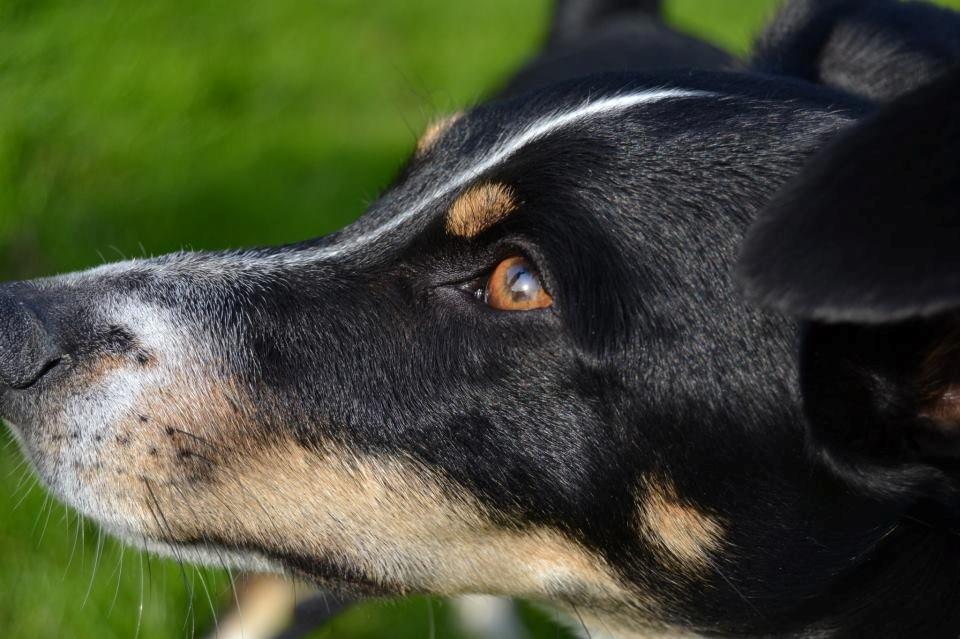 Dansk svensk gaardhund mikkel ( mini ko ) billede 15