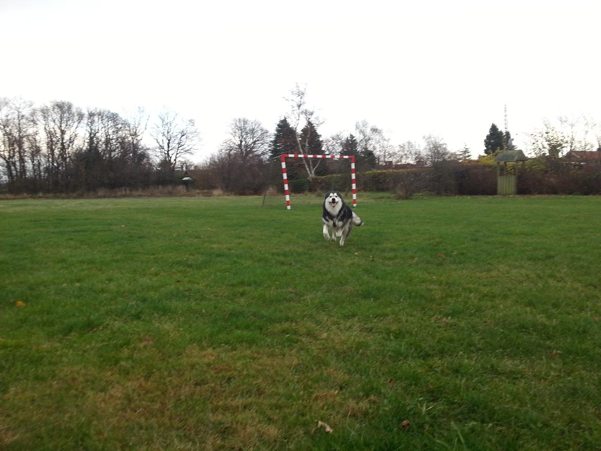 Alaskan malamute Malik billede 7