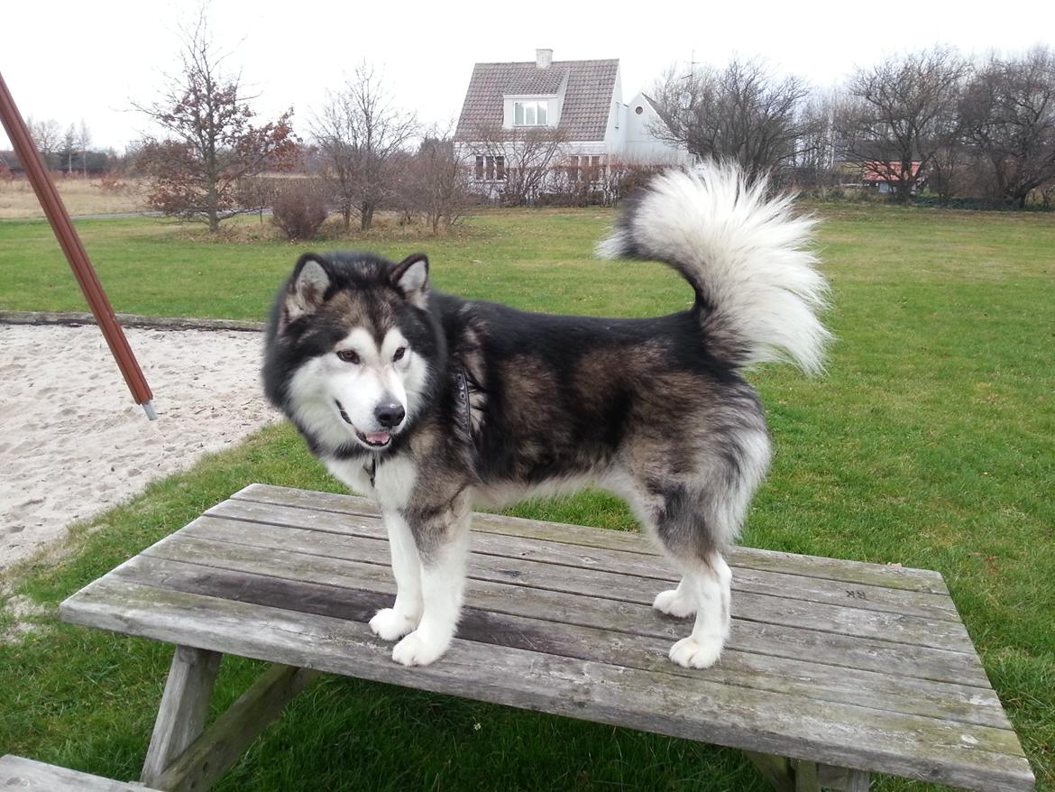 Alaskan malamute Malik billede 6