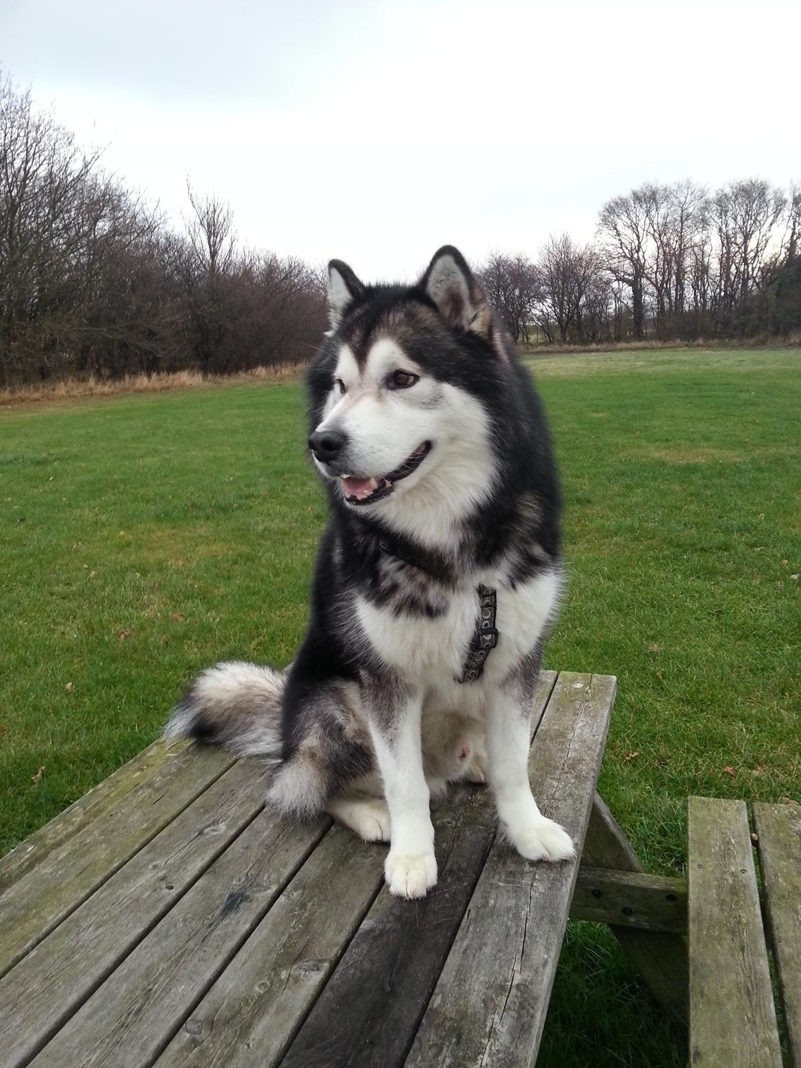 Alaskan malamute Malik billede 5