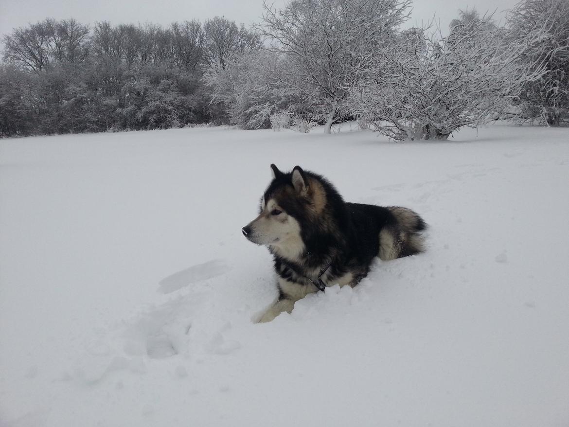 Alaskan malamute Malik billede 2