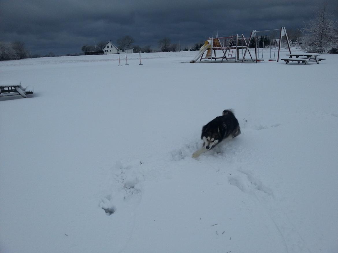 Alaskan malamute Malik billede 3