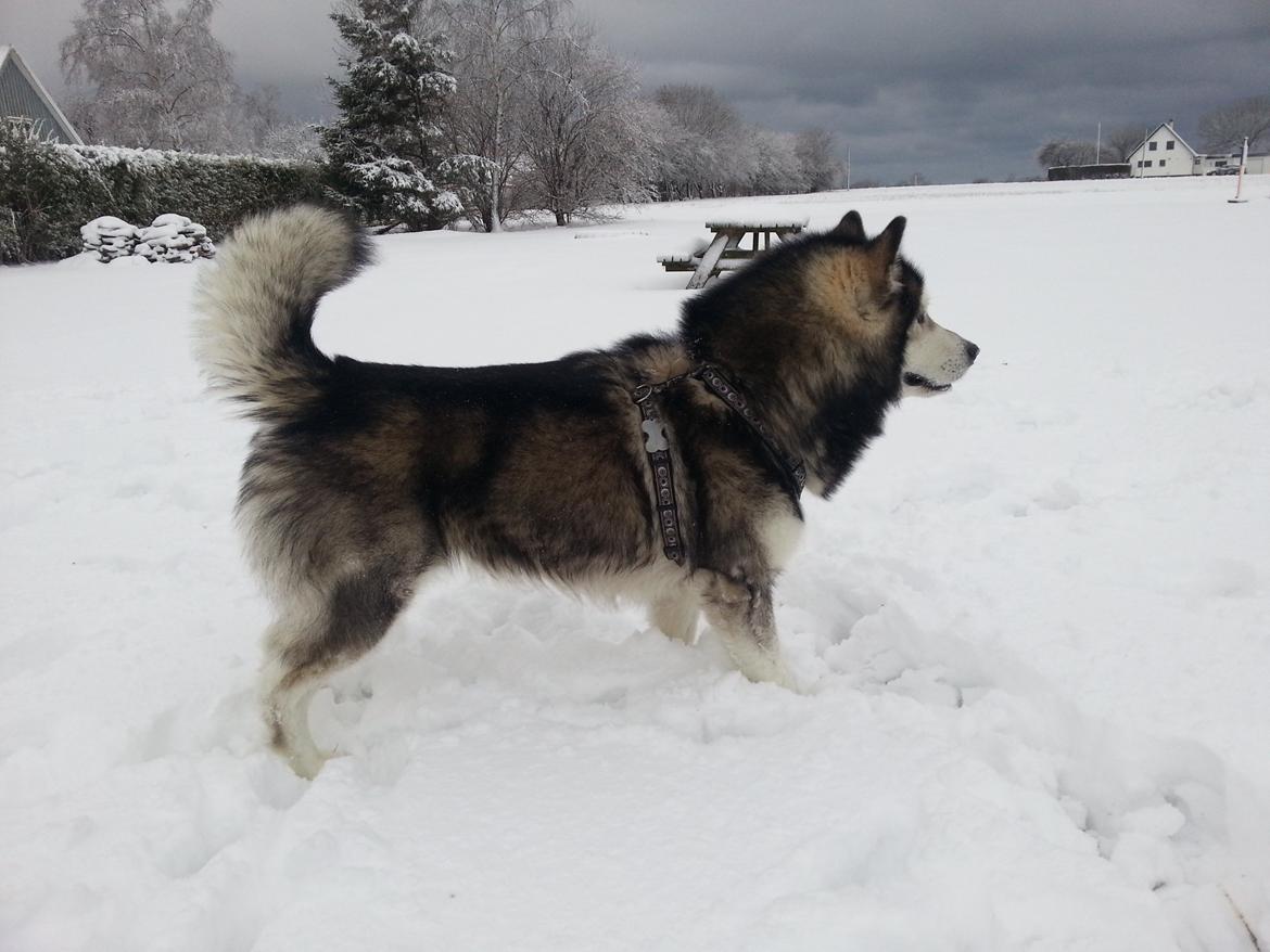 Alaskan malamute Malik billede 4
