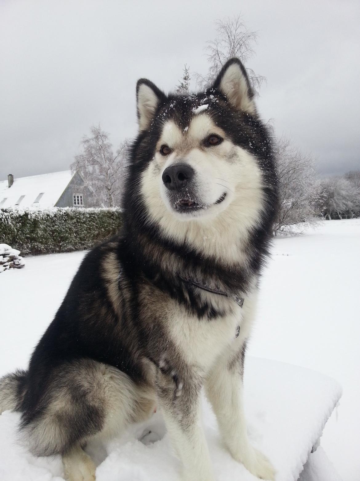 Alaskan malamute Malik billede 1