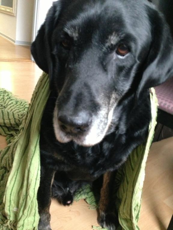 Blanding af racer Buller R.I.P billede 1